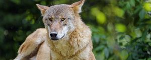 Preview wallpaper wolf, predator, animal, glance, muzzle