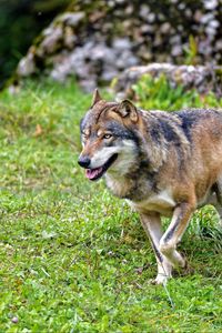 Preview wallpaper wolf, predator, animal, wildlife