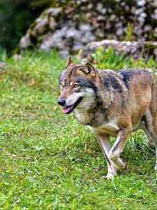 Preview wallpaper wolf, predator, animal, wildlife