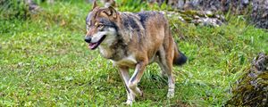 Preview wallpaper wolf, predator, animal, wildlife