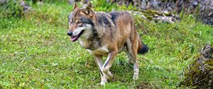 Preview wallpaper wolf, predator, animal, wildlife