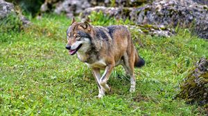 Preview wallpaper wolf, predator, animal, wildlife