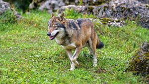 Preview wallpaper wolf, predator, animal, wildlife