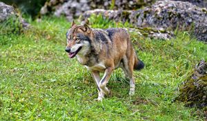 Preview wallpaper wolf, predator, animal, wildlife