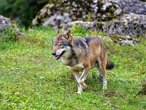 Preview wallpaper wolf, predator, animal, wildlife