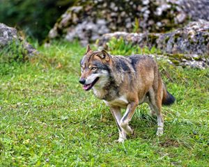 Preview wallpaper wolf, predator, animal, wildlife