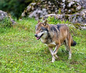 Preview wallpaper wolf, predator, animal, wildlife