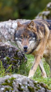 Preview wallpaper wolf, predator, animal, brown, wild