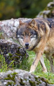 Preview wallpaper wolf, predator, animal, brown, wild