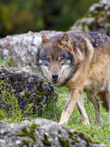 Preview wallpaper wolf, predator, animal, brown, wild
