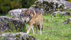 Preview wallpaper wolf, predator, animal, brown, wild