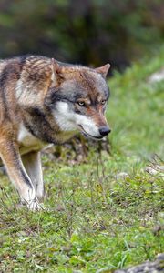 Preview wallpaper wolf, predator, animal, brown