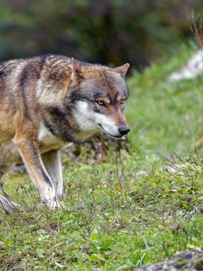 Preview wallpaper wolf, predator, animal, brown