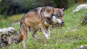 Preview wallpaper wolf, predator, animal, brown