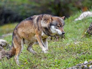 Preview wallpaper wolf, predator, animal, brown
