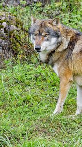 Preview wallpaper wolf, predator, animal, brown, wildlife