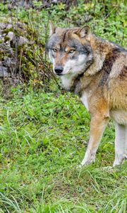Preview wallpaper wolf, predator, animal, brown, wildlife