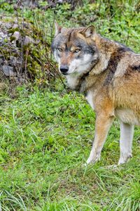 Preview wallpaper wolf, predator, animal, brown, wildlife