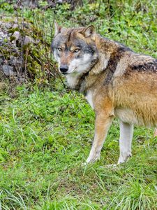 Preview wallpaper wolf, predator, animal, brown, wildlife