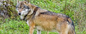 Preview wallpaper wolf, predator, animal, brown, wildlife