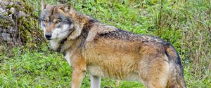 Preview wallpaper wolf, predator, animal, brown, wildlife