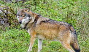 Preview wallpaper wolf, predator, animal, brown, wildlife