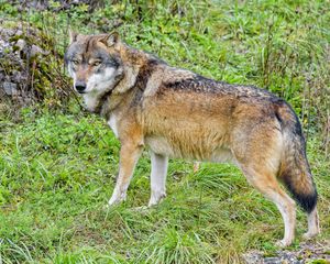 Preview wallpaper wolf, predator, animal, brown, wildlife
