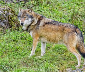 Preview wallpaper wolf, predator, animal, brown, wildlife