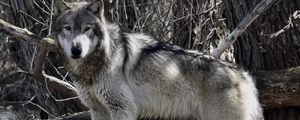 Preview wallpaper wolf, predator, animal, trees, branches, wildlife