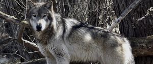 Preview wallpaper wolf, predator, animal, trees, branches, wildlife