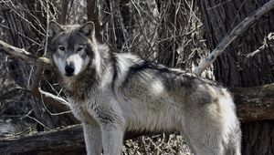 Preview wallpaper wolf, predator, animal, trees, branches, wildlife