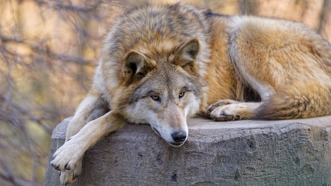 Wallpaper wolf, predator, animal, glance, chill hd, picture, image
