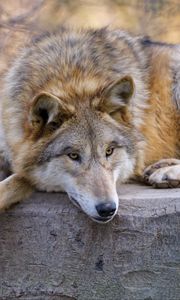 Preview wallpaper wolf, predator, animal, glance, chill