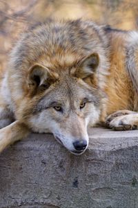 Preview wallpaper wolf, predator, animal, glance, chill