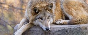 Preview wallpaper wolf, predator, animal, glance, chill