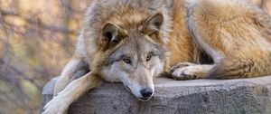 Preview wallpaper wolf, predator, animal, glance, chill