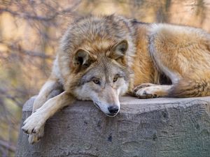 Preview wallpaper wolf, predator, animal, glance, chill