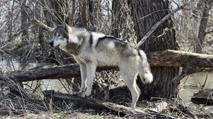 Preview wallpaper wolf, predator, animal, trees, wildlife