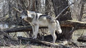 Preview wallpaper wolf, predator, animal, trees, wildlife