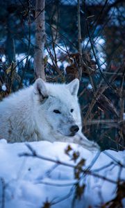 Preview wallpaper wolf, predator, animal, furry, white