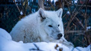 Preview wallpaper wolf, predator, animal, furry, white