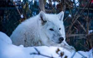 Preview wallpaper wolf, predator, animal, furry, white