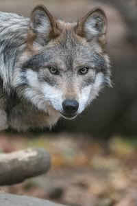 Preview wallpaper wolf, predator, animal, sight, wildlife