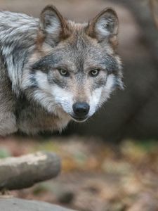 Preview wallpaper wolf, predator, animal, sight, wildlife