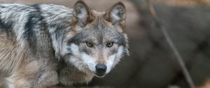 Preview wallpaper wolf, predator, animal, sight, wildlife