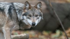 Preview wallpaper wolf, predator, animal, sight, wildlife