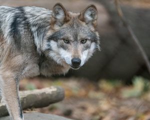 Preview wallpaper wolf, predator, animal, sight, wildlife