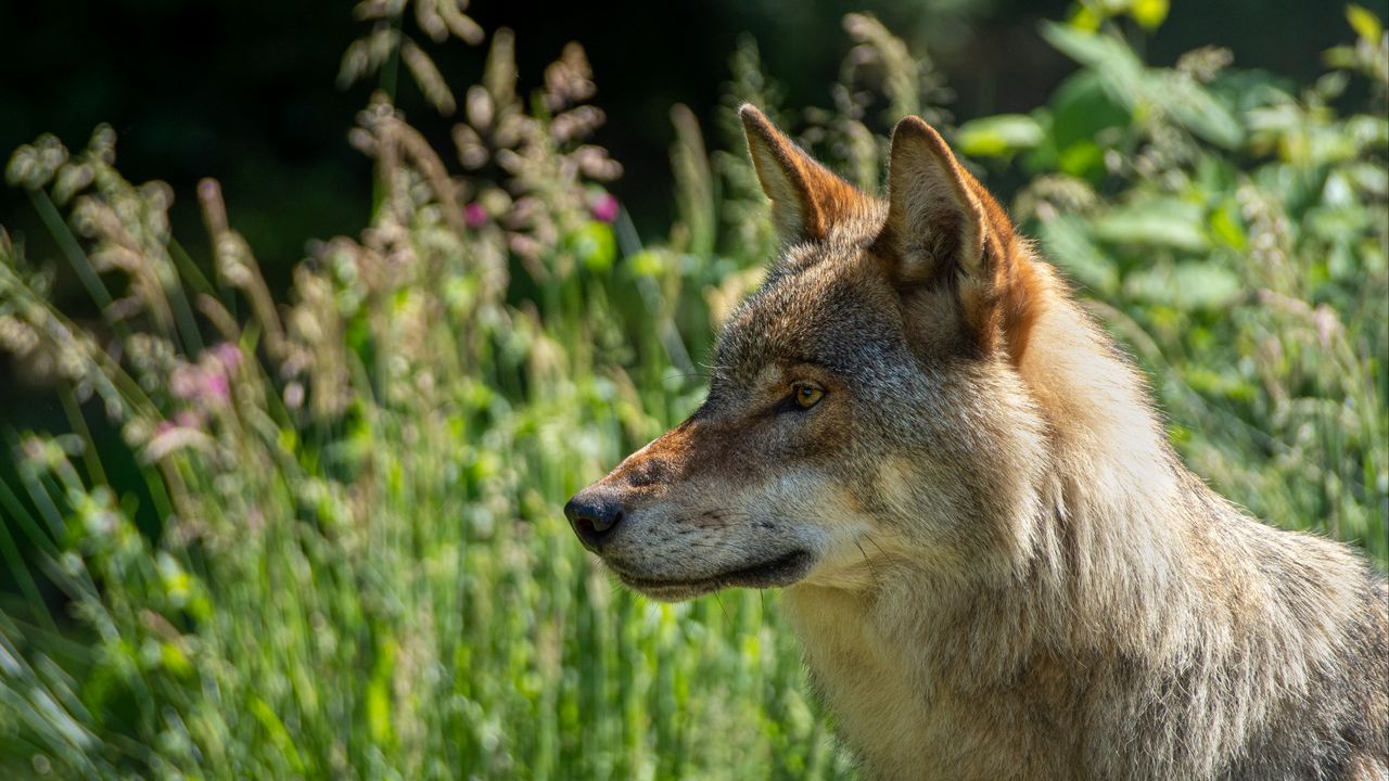 Wallpaper wolf, predator, animal, glance, grass, wildlife