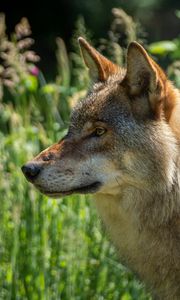 Preview wallpaper wolf, predator, animal, glance, grass, wildlife