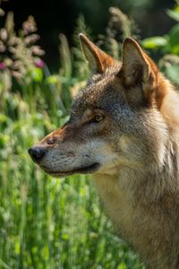 Preview wallpaper wolf, predator, animal, glance, grass, wildlife